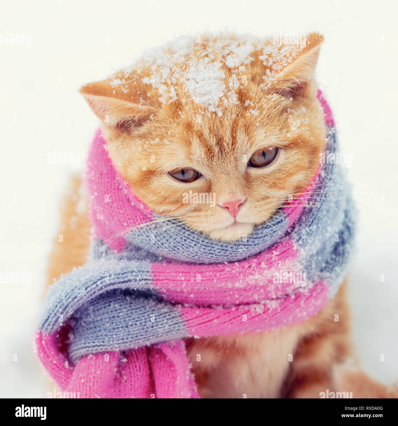 Porträt eines kleinen roten Kitten tragen Strickschal im Winter Stockfoto