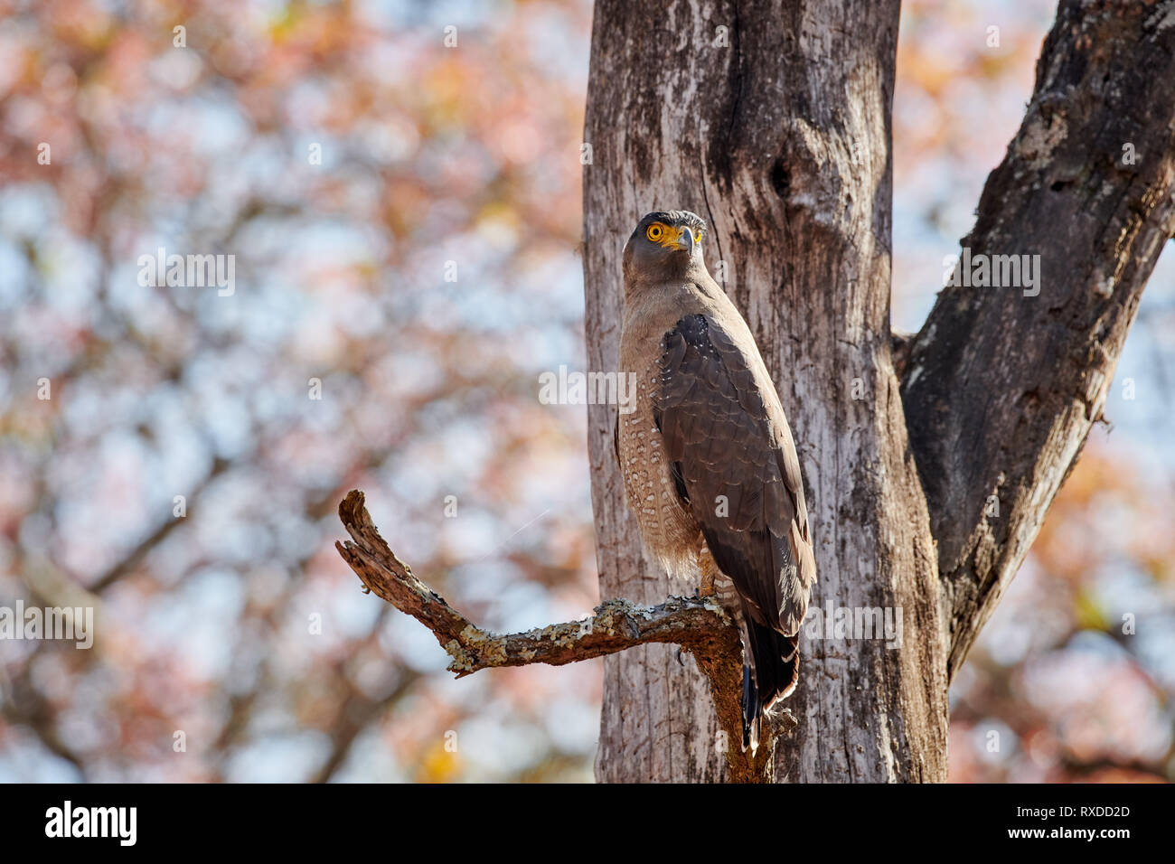 Crested Schlange Adler, Spilornis cheela, Cairo, Nagarhole Tiger Reserve, Karnataka, Indien Stockfoto