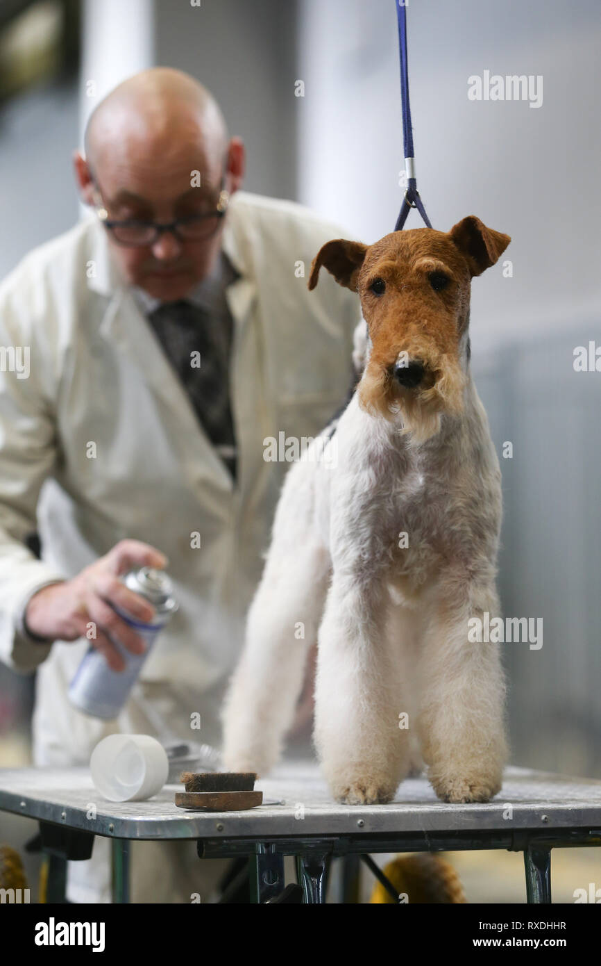 Birmingham, Großbritannien. 9. März, 2019. Ein Terrier erhält eine Last minute Spray vor der Show. Credit: Peter Lopeman/Alamy leben Nachrichten Stockfoto