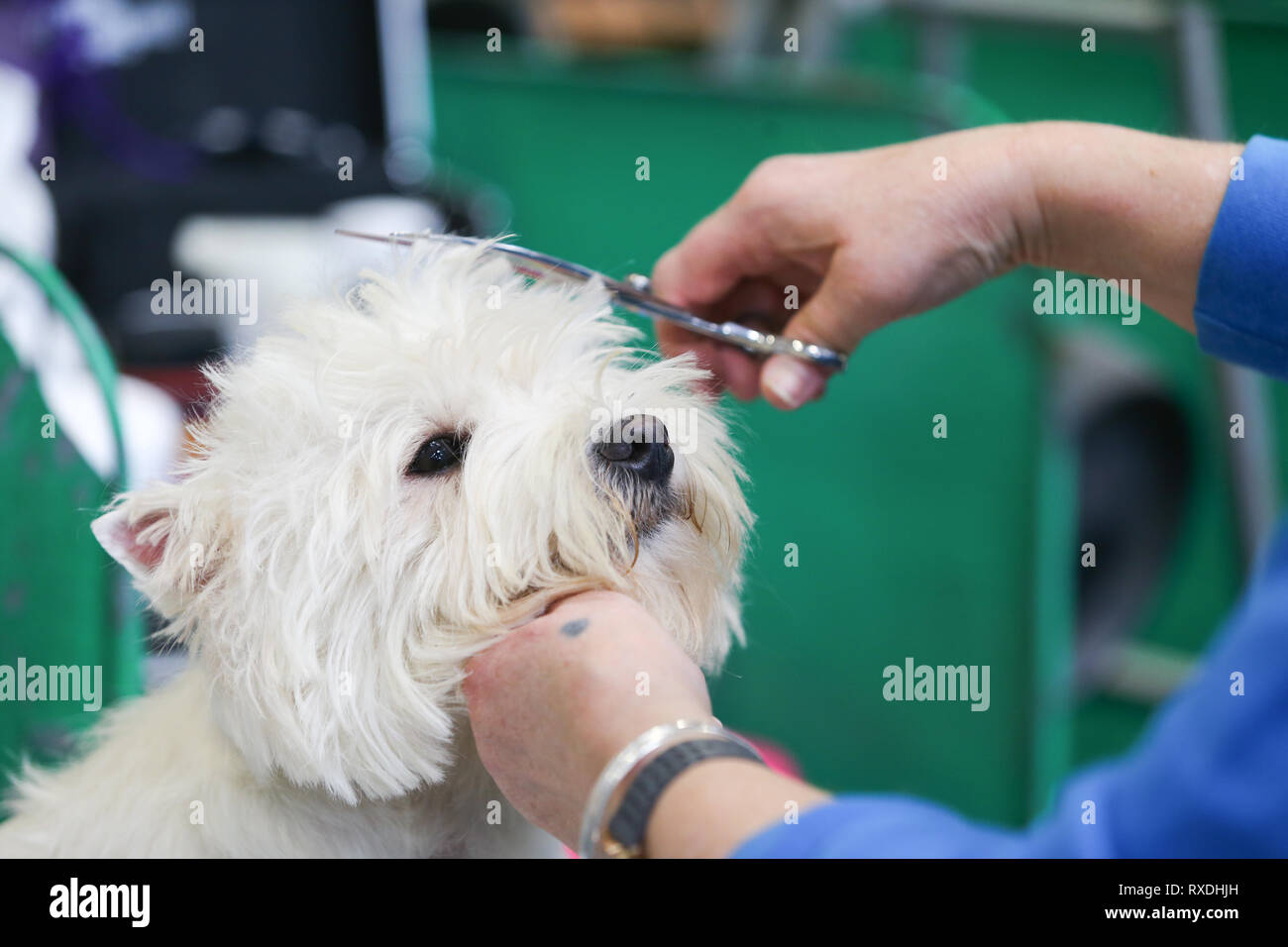 Birmingham, Großbritannien. 9. März, 2019. Ein Terrier erhält eine Last minute Verkleidung vor der Show. Credit: Peter Lopeman/Alamy leben Nachrichten Stockfoto