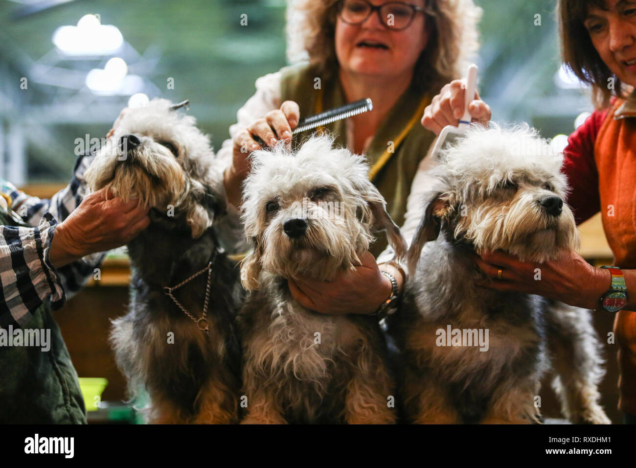 Birmingham, Großbritannien. 9. März, 2019. Drei Terrier erhält eine Last minute Fichte vor der Show. Credit: Peter Lopeman/Alamy leben Nachrichten Stockfoto