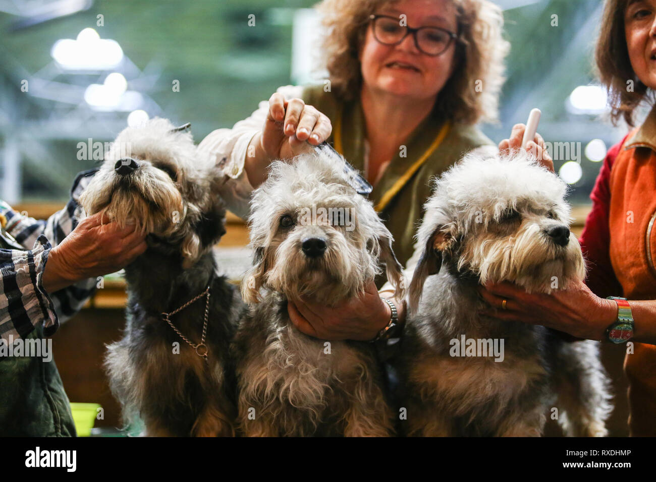 Birmingham, Großbritannien. 9. März, 2019. Drei Terrier erhalten eine Last minute Fichte vor der Show. Credit: Peter Lopeman/Alamy leben Nachrichten Stockfoto