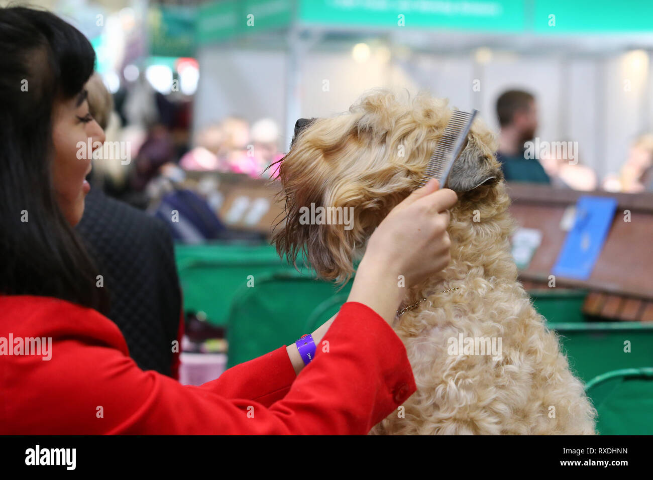 Birmingham, Großbritannien. 9. März, 2019. Ein Terrier erhält eine Last minute Kamm vor der Show. Credit: Peter Lopeman/Alamy leben Nachrichten Stockfoto