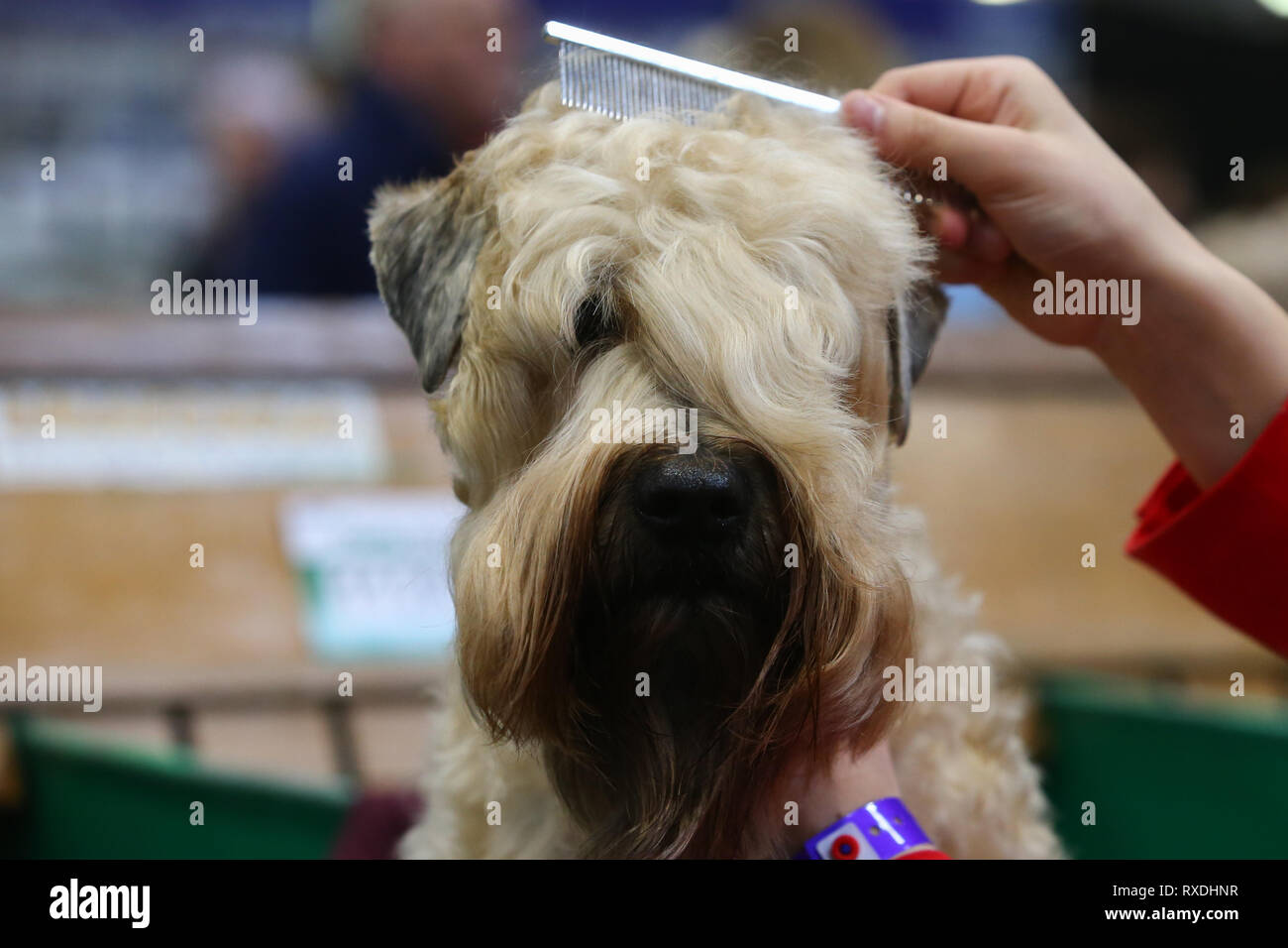 Birmingham, Großbritannien. 9. März, 2019. Ein Terrier erhält eine Last minute Kamm vor der Show. Credit: Peter Lopeman/Alamy leben Nachrichten Stockfoto