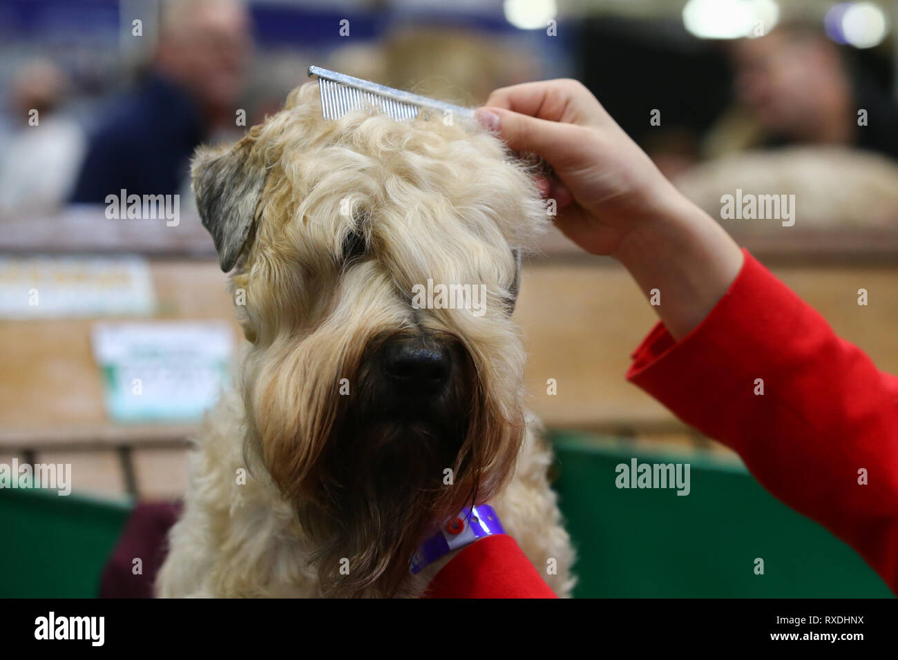 Birmingham, Großbritannien. 9. März, 2019. Ein Terrier erhält eine Last minute Kamm vor der Show. Credit: Peter Lopeman/Alamy leben Nachrichten Stockfoto