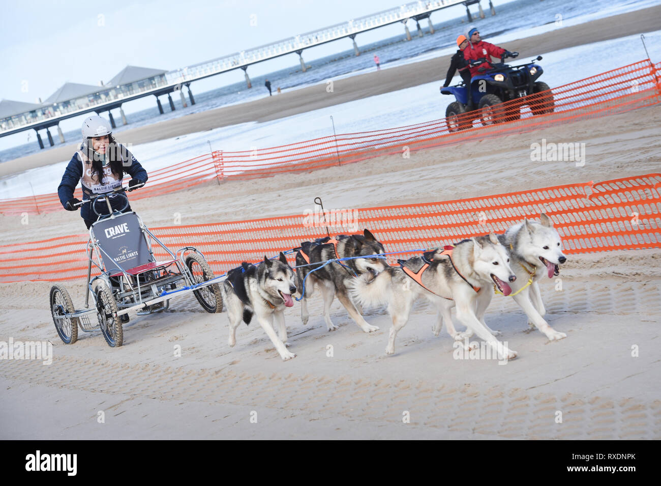 Heringsdorf, Deutschland. 09 Mär, 2019. Die Schauspielerin Mariella Ahrens Antriebe mit einem Team von Hunden an der "Baltic Lights" auf der Insel Usedom. Da der Schnee in Deutschlands nördlichsten Schlittenhunderennen fehlte, den rund 400 Schlittenhunde nicht Schlitten ziehen, aber Autos mit Ballon Reifen. Quelle: Stefan Sauer/dpa/Alamy leben Nachrichten Stockfoto