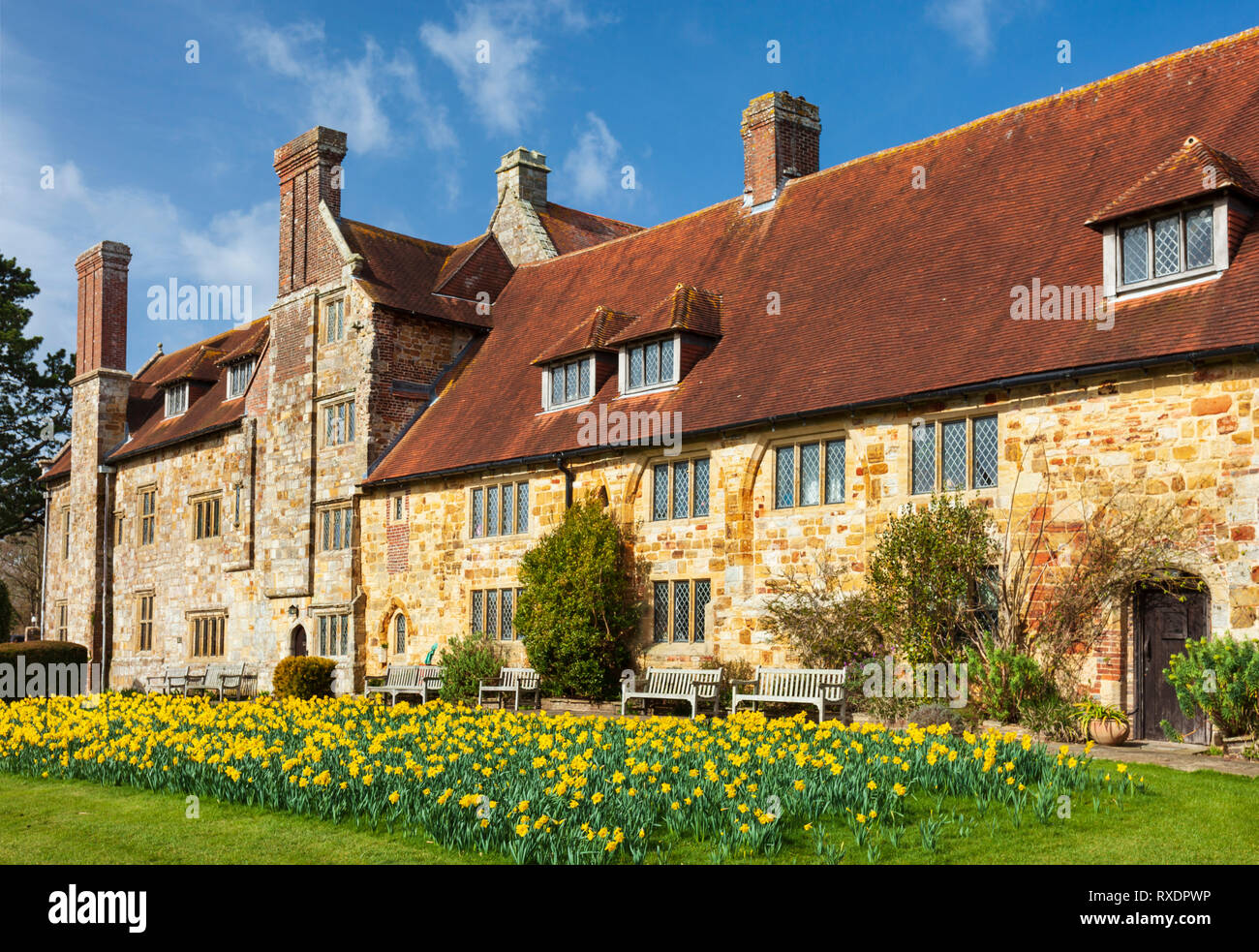 Anzeige von Narzissen, Michelham Priory. Stockfoto