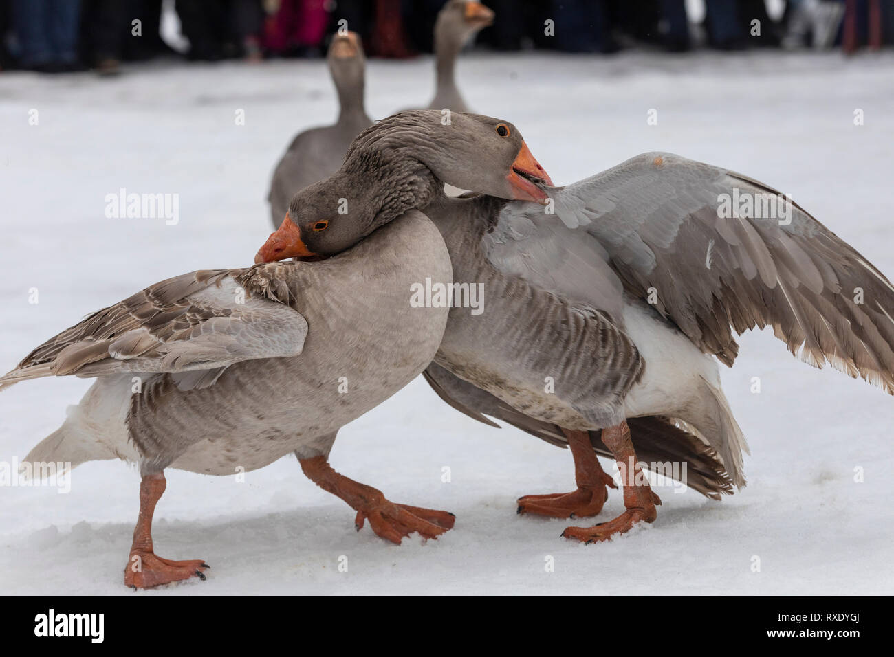 Wladimir, Russland. 9. März, 2019: Gänse während des traditionellen Gans Kämpfe an der Maslenitsa (Fastnacht) Festival in Gent Stadt, Russland Stockfoto