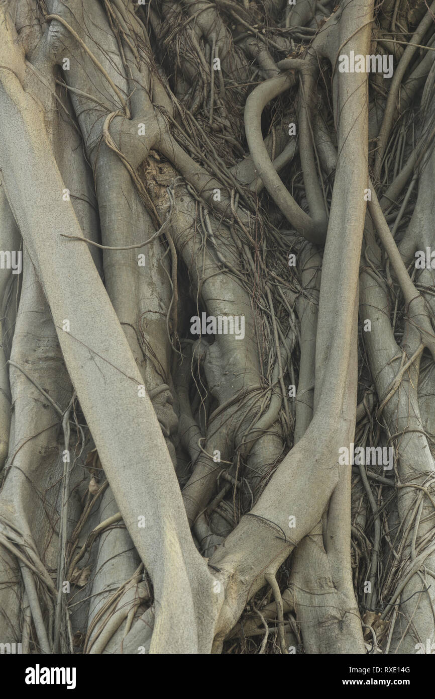 Wurzeln der tropischen Baum Stockfoto