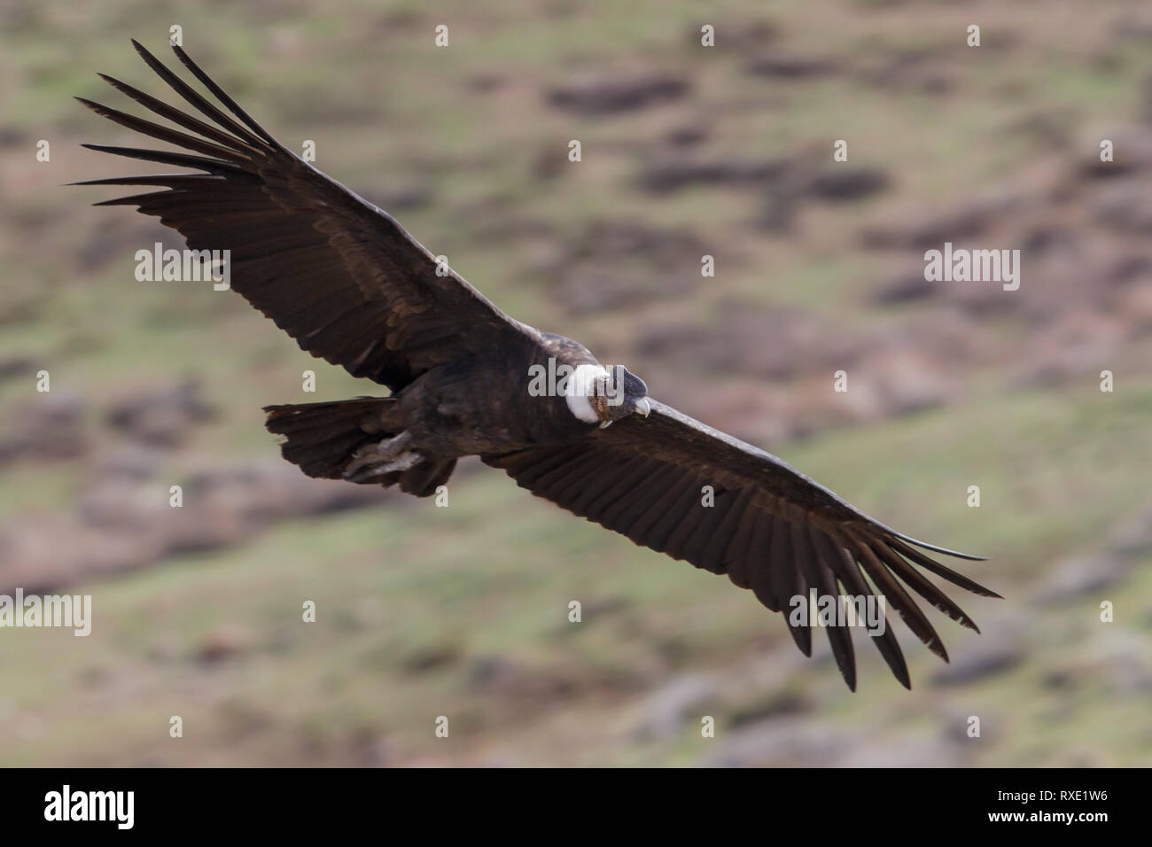 Andenkondor (Vultur gryphus) fliegen in den Anden in Chile. Stockfoto