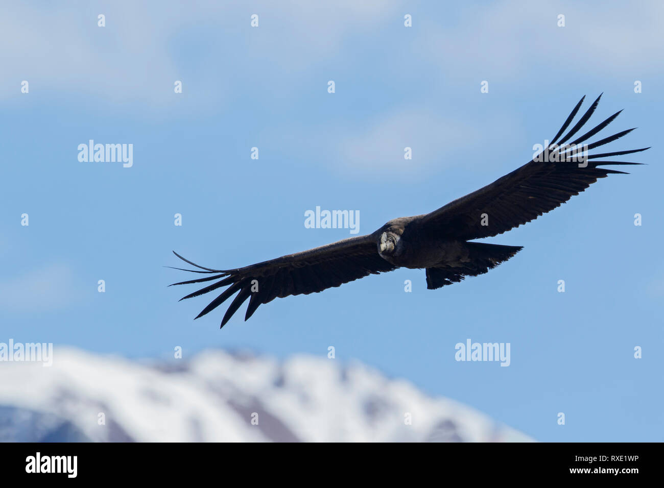Andenkondor (Vultur gryphus) fliegen in den Anden in Chile. Stockfoto
