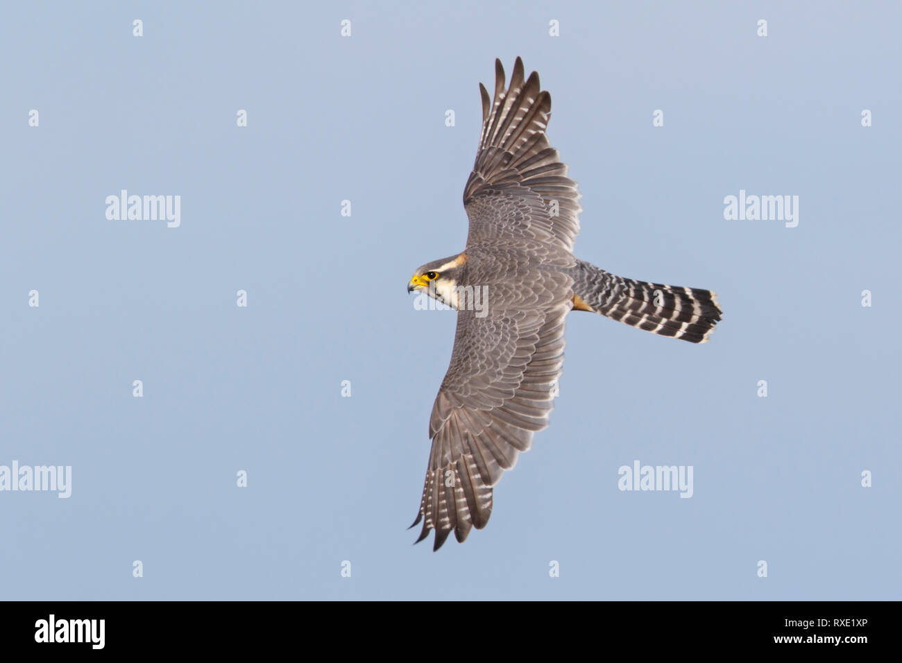 Aplomado Falcon (Falco Aortenprothesen) flying inPatagonia, Chile. Stockfoto