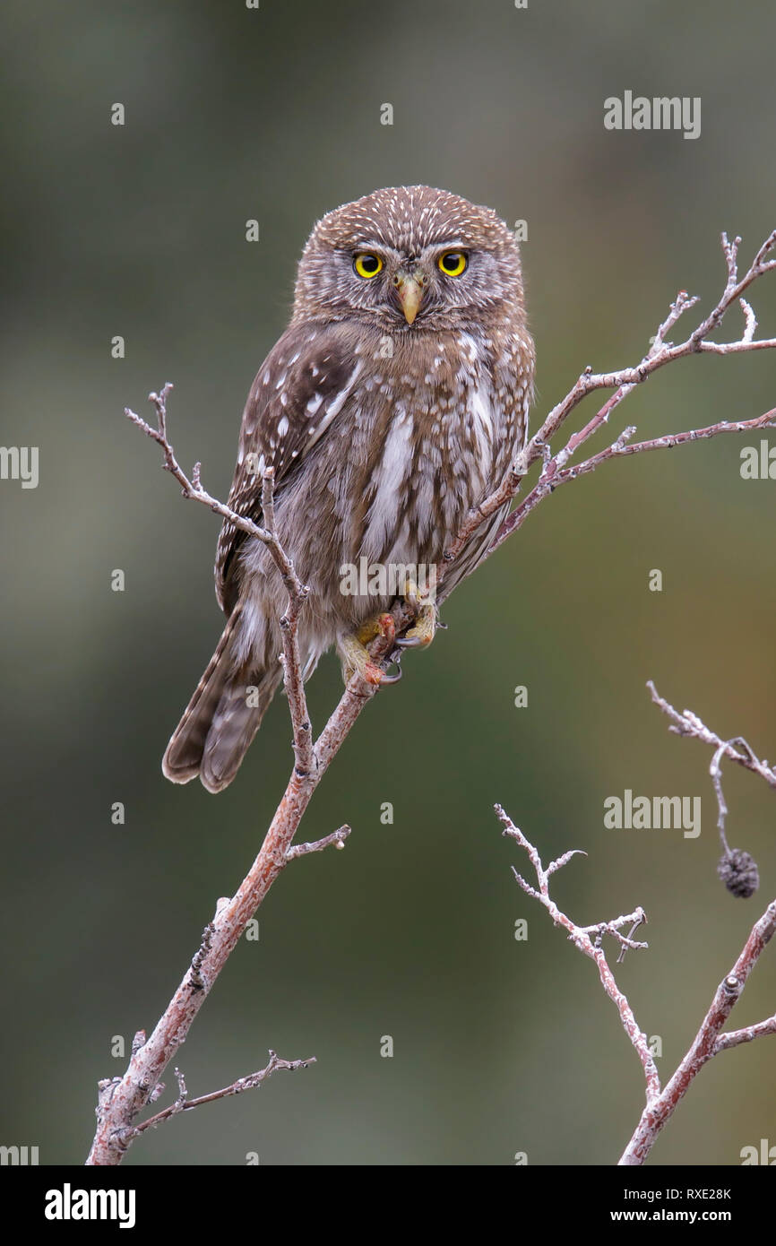 Austral Pygmy-Owl, glaucidium Nana) auf eine Niederlassung in Chile gehockt Stockfoto