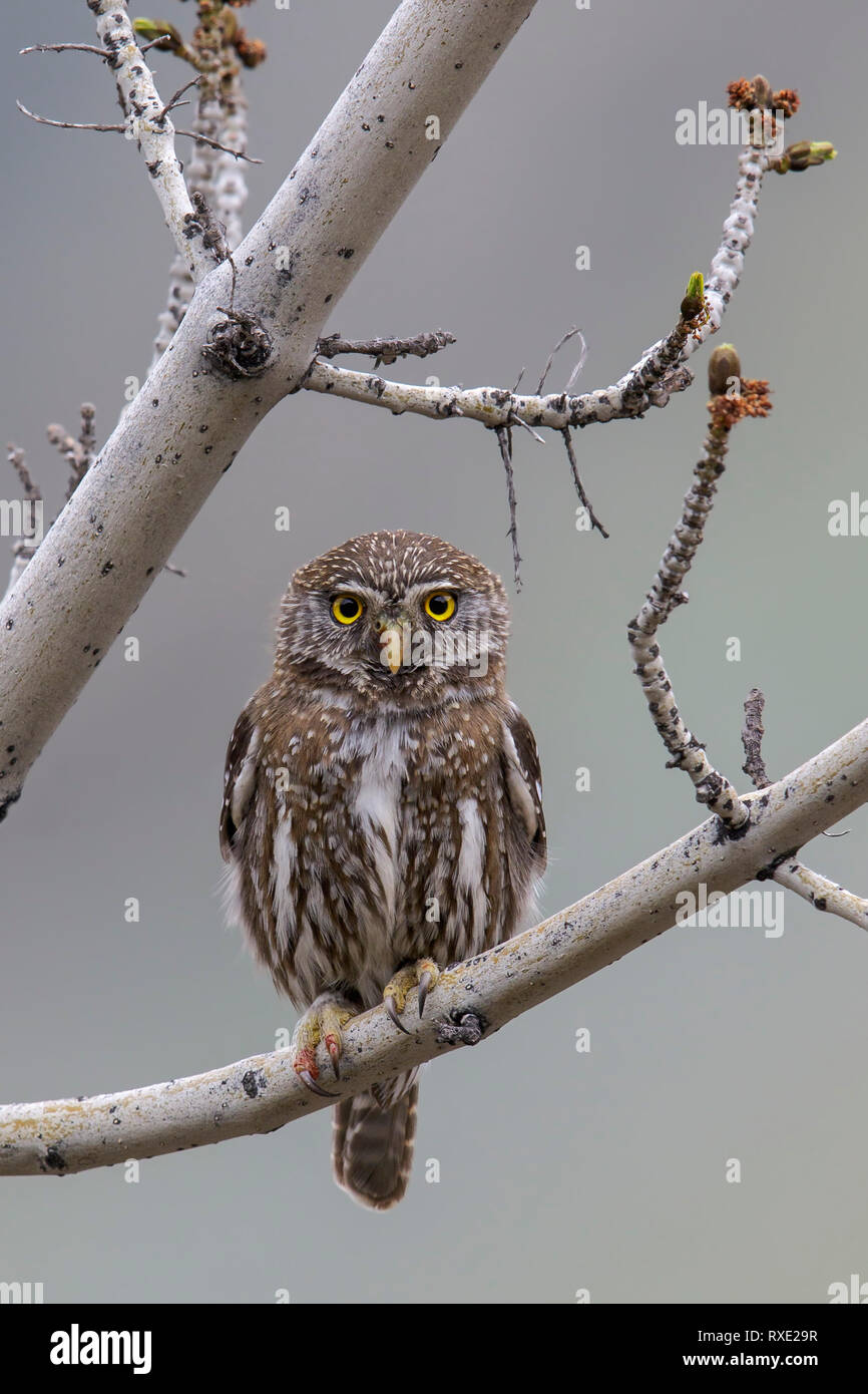 Austral Pygmy-Owl, glaucidium Nana) auf eine Niederlassung in Chile gehockt Stockfoto
