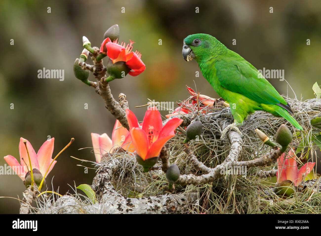 Schwarz-billed Papagei (Amazona agilis) auf einem Zweig in Jamaika in der Karibik thront. Stockfoto