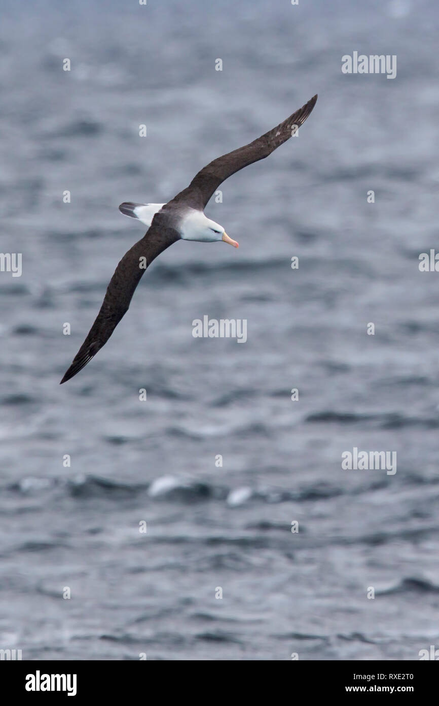 Schwarz der tiefsten Albatross (Thalassarche melanophris) im Patagonia Region von Chile fliegen. Stockfoto