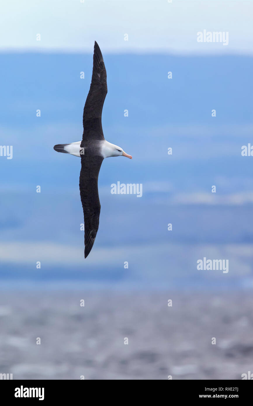 Schwarz der tiefsten Albatross (Thalassarche melanophris) im Patagonia Region von Chile fliegen. Stockfoto