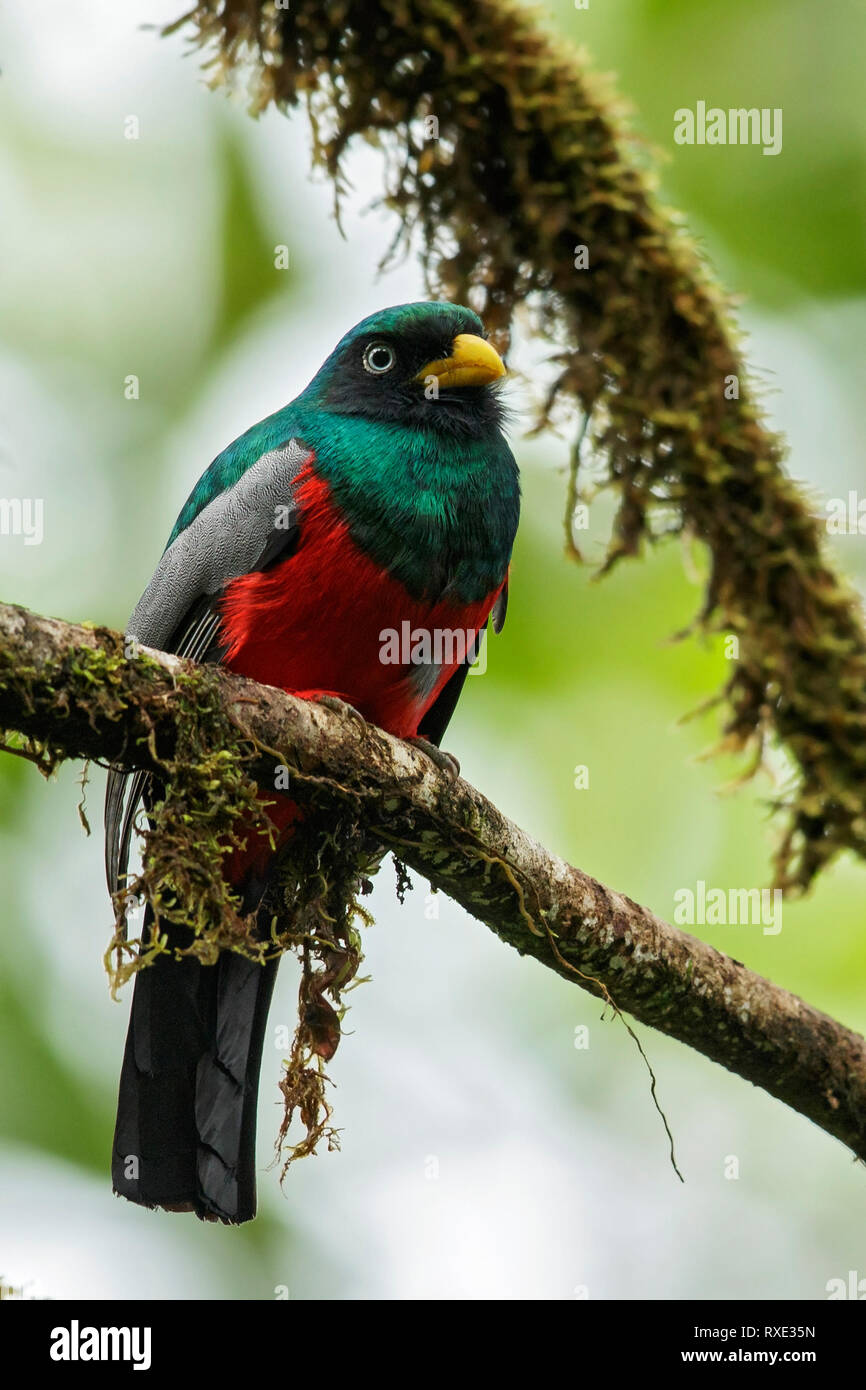 Choco (trogon Trogon comptus) auf einem Zweig in den Anden Kolumbiens thront. Stockfoto