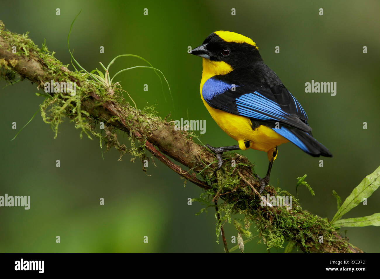 Blue-winged Mountain Tanager (Anisognathus somptuosus) auf einem Zweig in den Anden Kolumbiens thront. Stockfoto