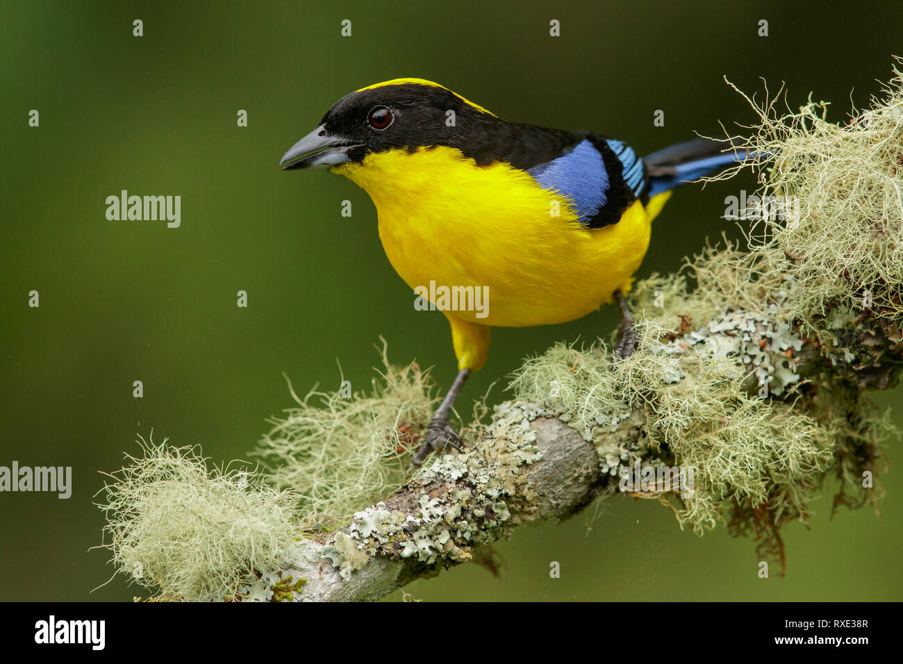 Blue-winged Mountain Tanager (Anisognathus somptuosus) auf einem Zweig in den Anden Kolumbiens thront. Stockfoto