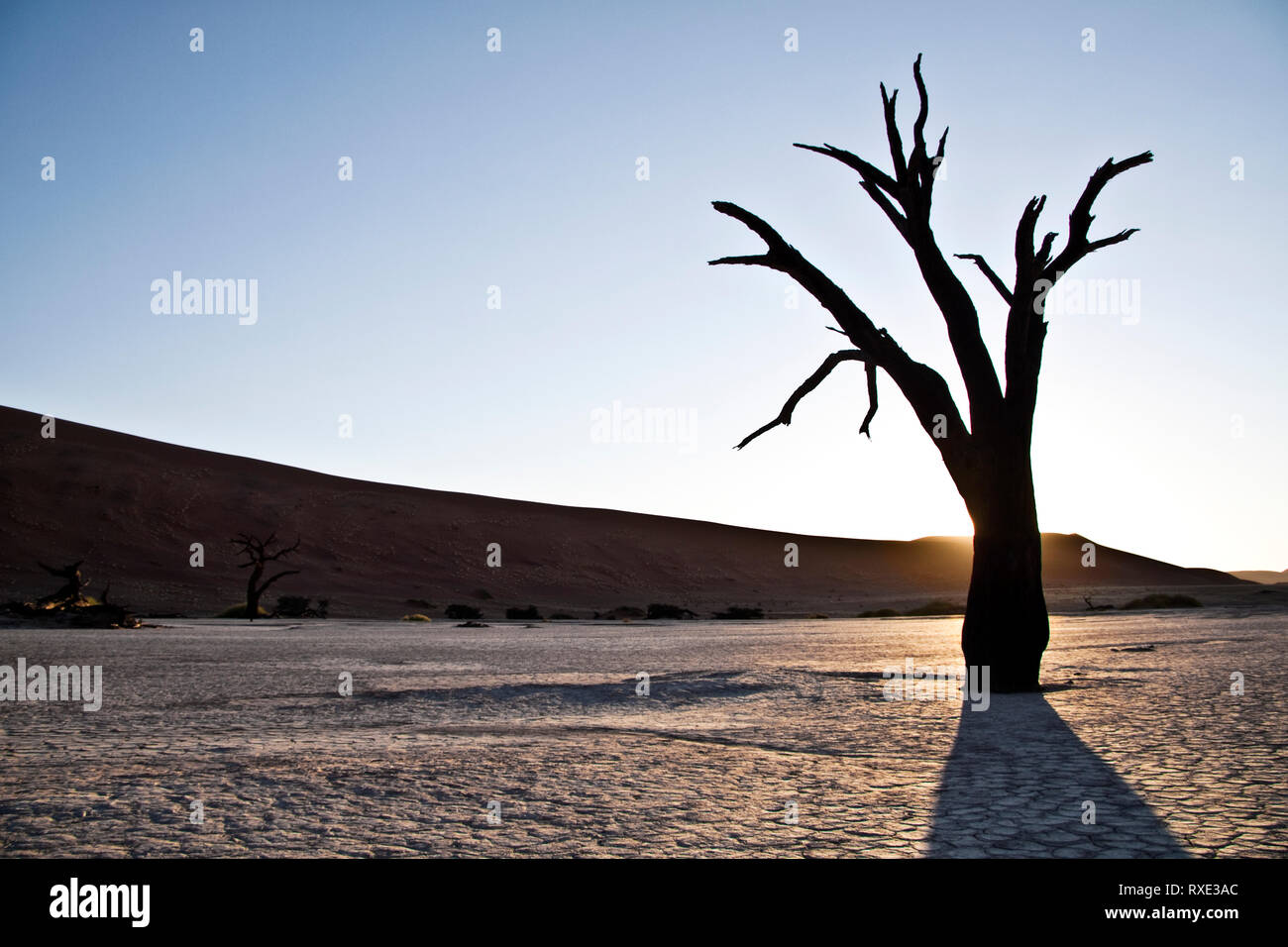 Baum im Deadvlei pan, Sossusvlei, Namib Naukluft National Park, Namibia. Stockfoto