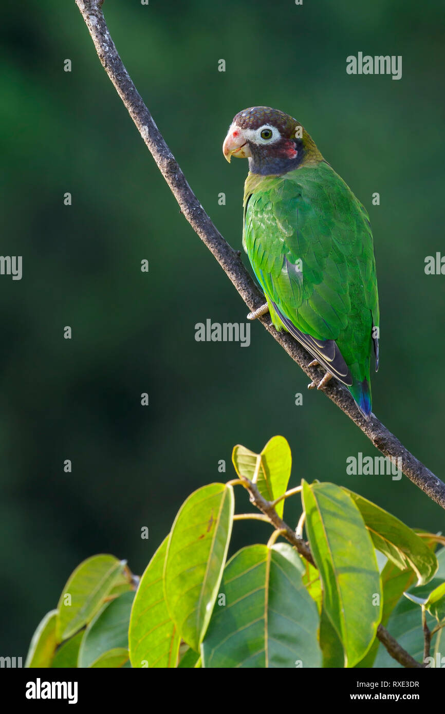 Braun - hooded Papagei (Pyrilia haematotis) auf eine Niederlassung in Costa Rica thront. Stockfoto