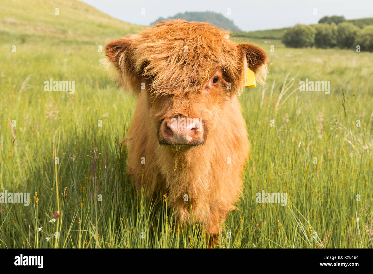 Highland Kuh Kalb in Feld in Schottland, Großbritannien Stockfoto