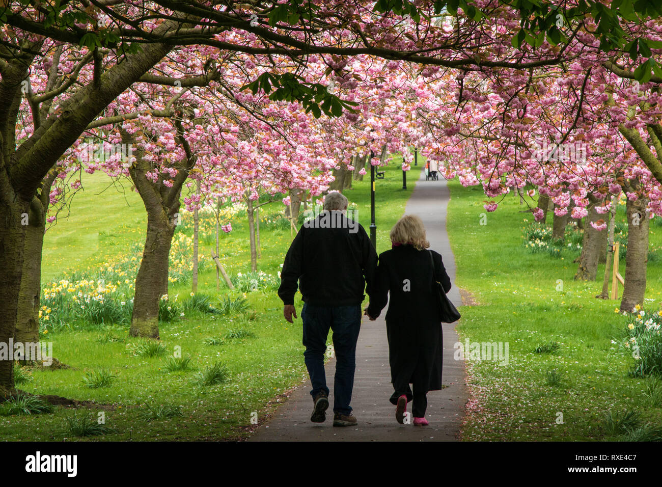 Ein Paar, das Hand in Hand einen Pfad entlang läuft, der von rosa Kirschblütenbäumen gesäumt ist, Stray rein, Harrogate, North Yorkshire, England, VEREINIGTES KÖNIGREICH. Stockfoto