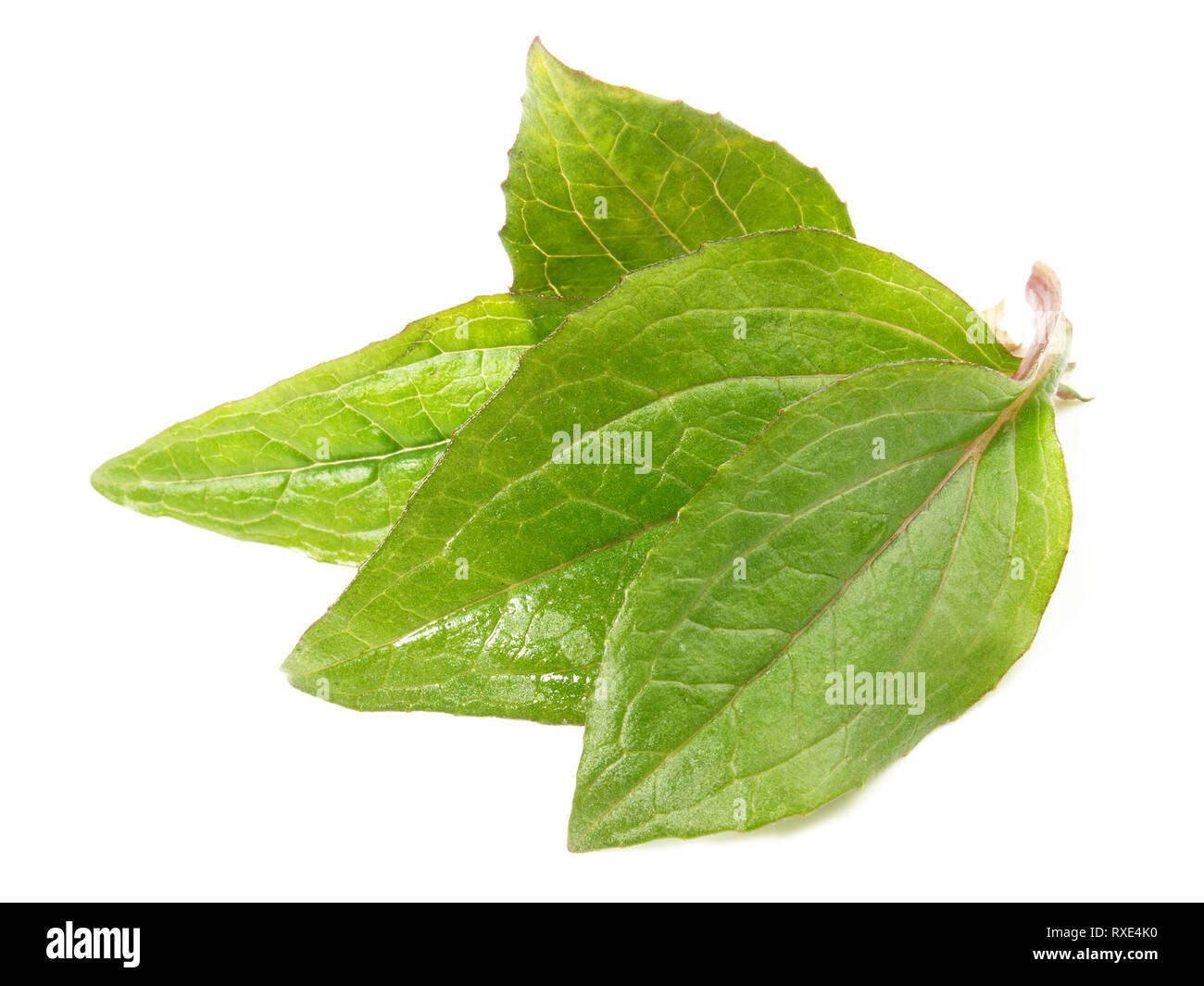 Echinachea Blätter auf weißem Hintergrund Stockfoto