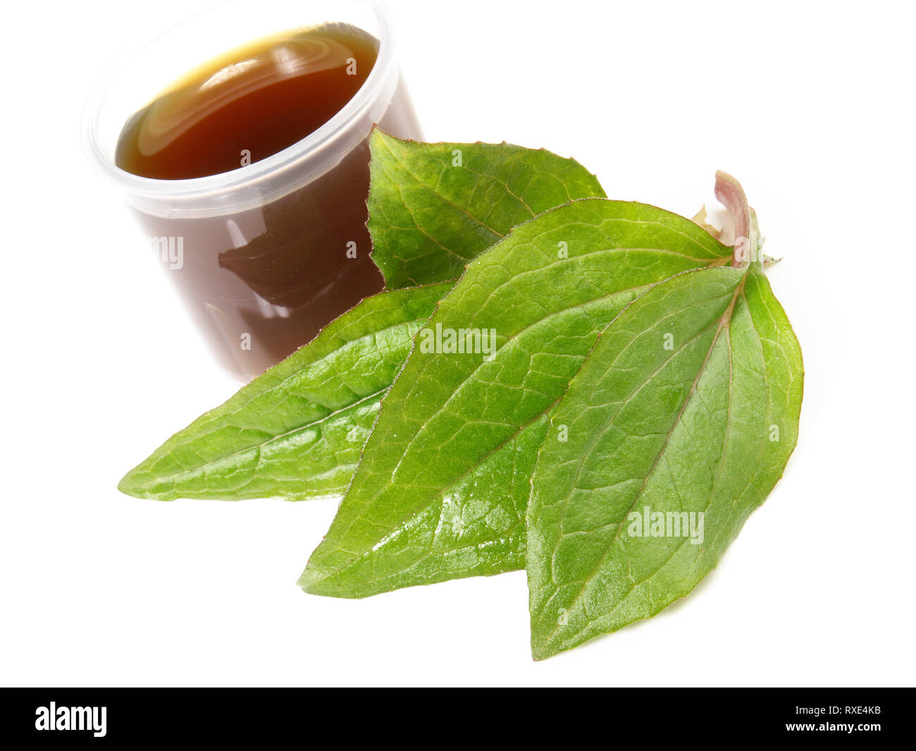 Echinachea Extrahieren auf weißem Hintergrund Stockfoto