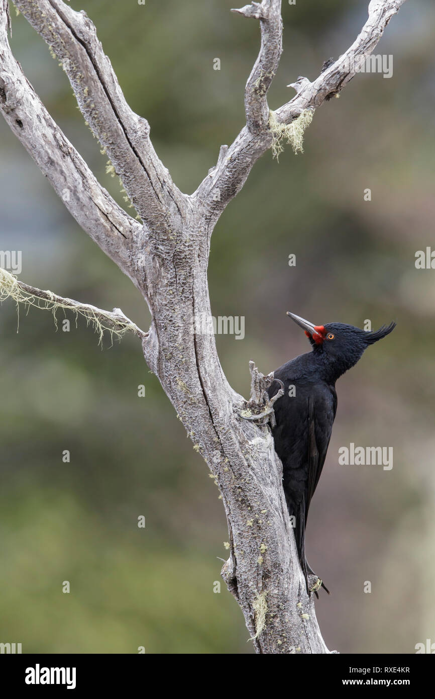 Magellanschen Specht (Campephilus Magellanicus) auf eine Niederlassung in Chile thront. Stockfoto