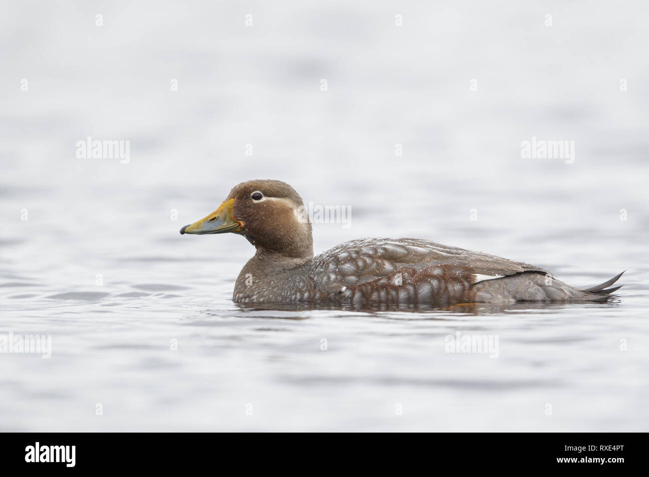 Flying Steamer Duck (Tachyeres patachonicus) Schwimmen in einem kleinen See in Chile. Stockfoto