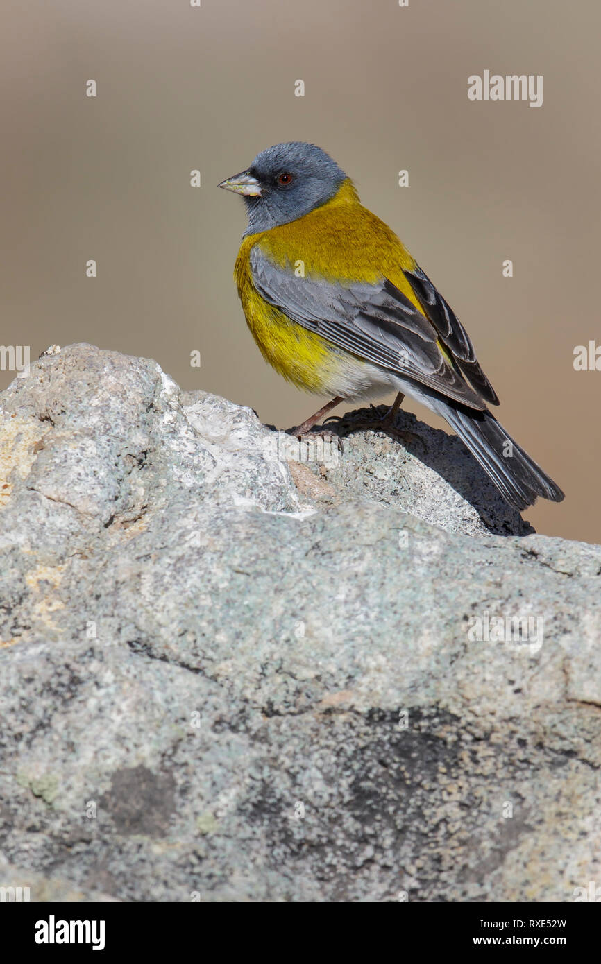 Grau - mit Kapuze (Sierra-Finch Phrygilus gayi) auf dem Boden in Chile thront. Stockfoto