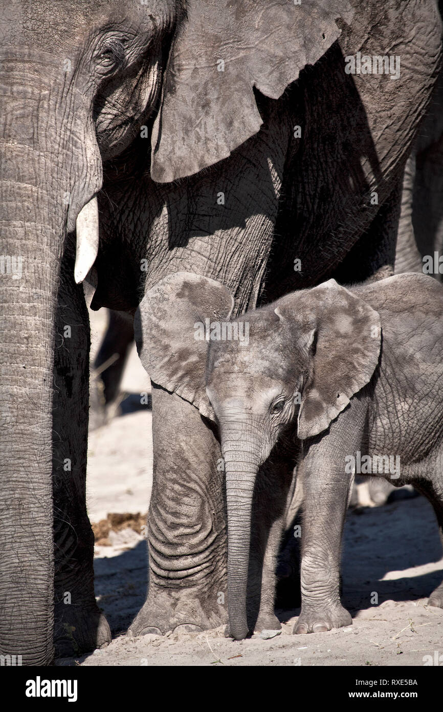 Elefant Kalb von seiner Mutter in Chobe National Park. Stockfoto