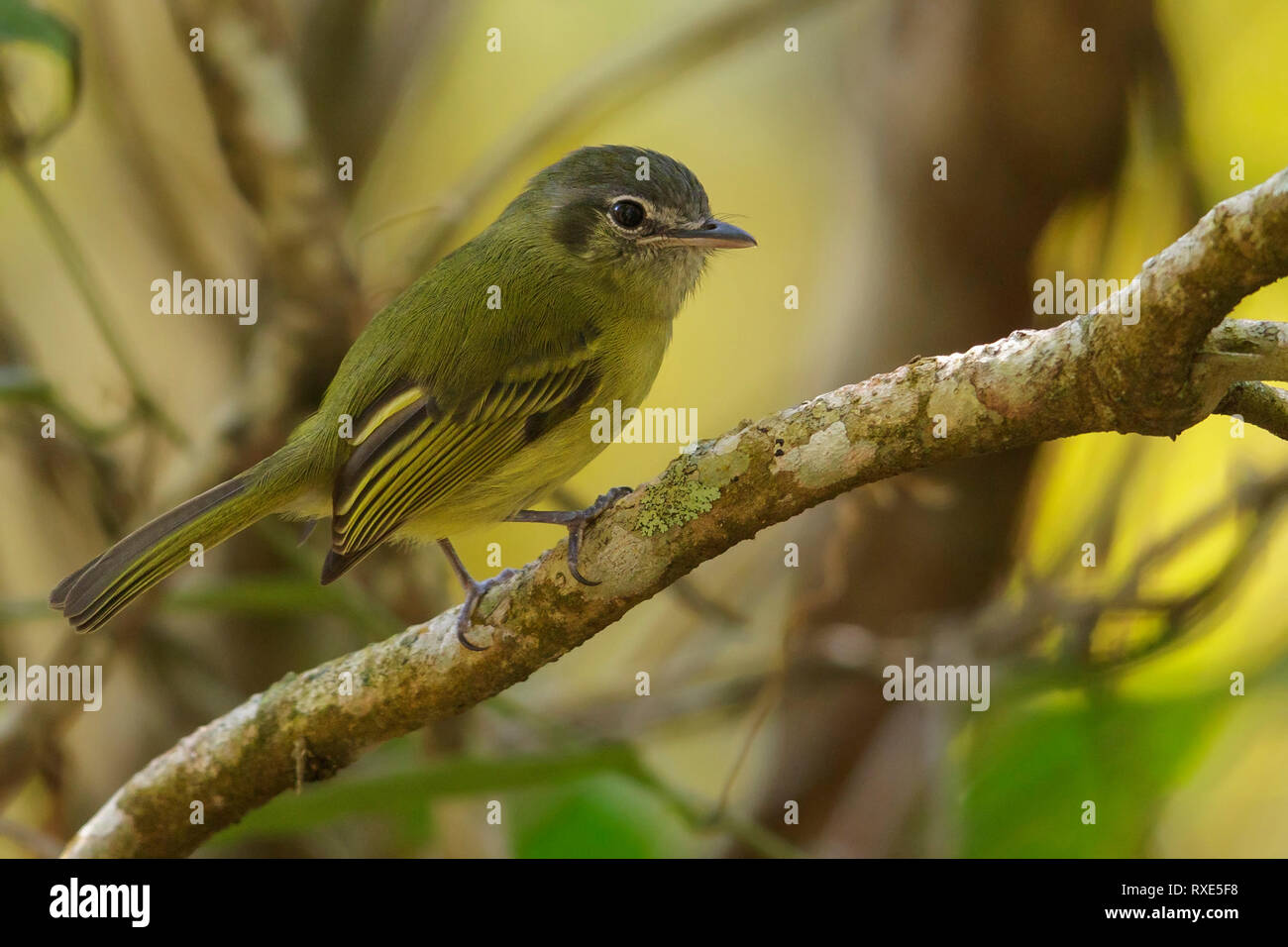 Grünlich Tyrannulet (Phyllomyias Virescens) im Atlantischen Regenwald von Brasilien. Stockfoto