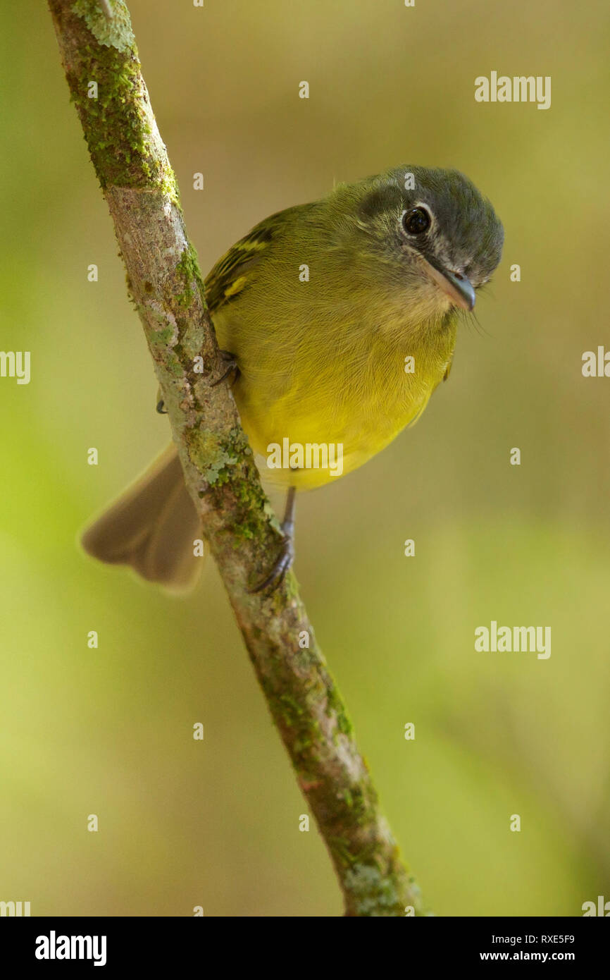 Grünlich Tyrannulet (Phyllomyias Virescens) im Atlantischen Regenwald von Brasilien. Stockfoto
