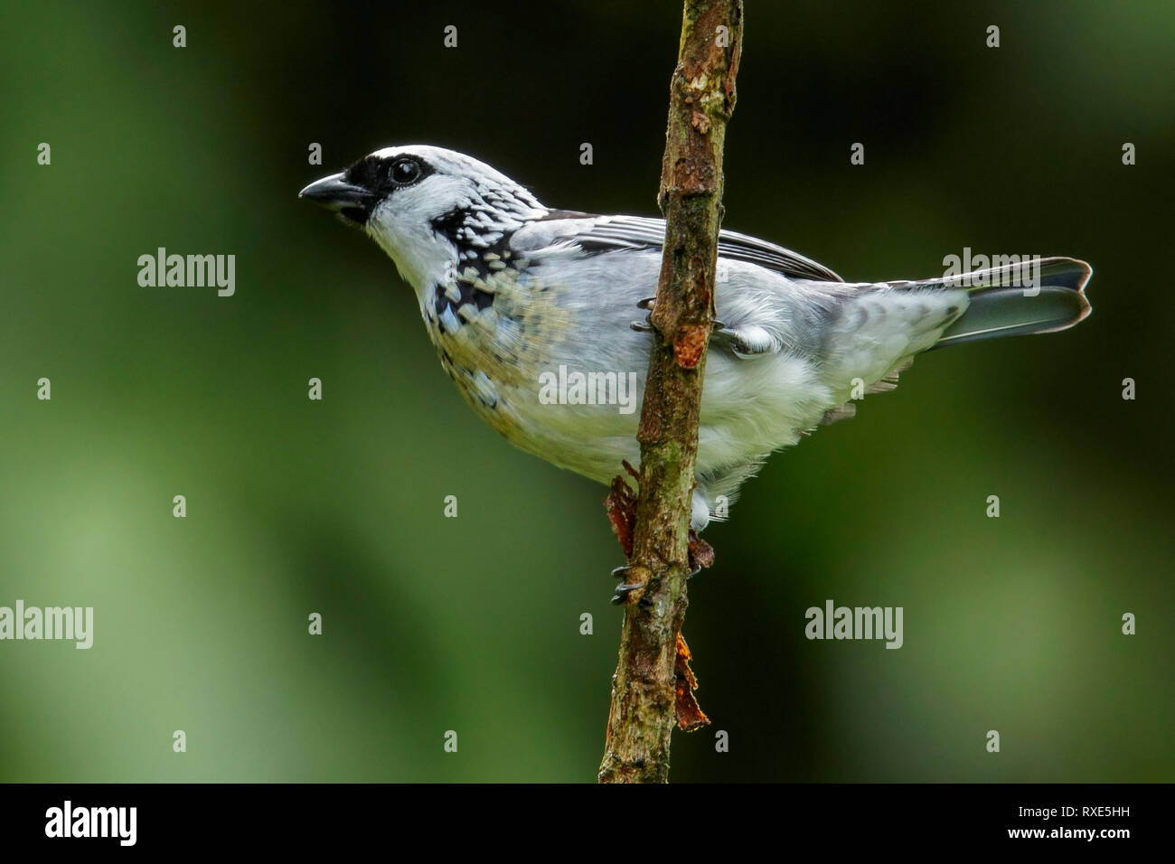 Auf einem Zweig in den Anden Kolumbiens thront. Stockfoto
