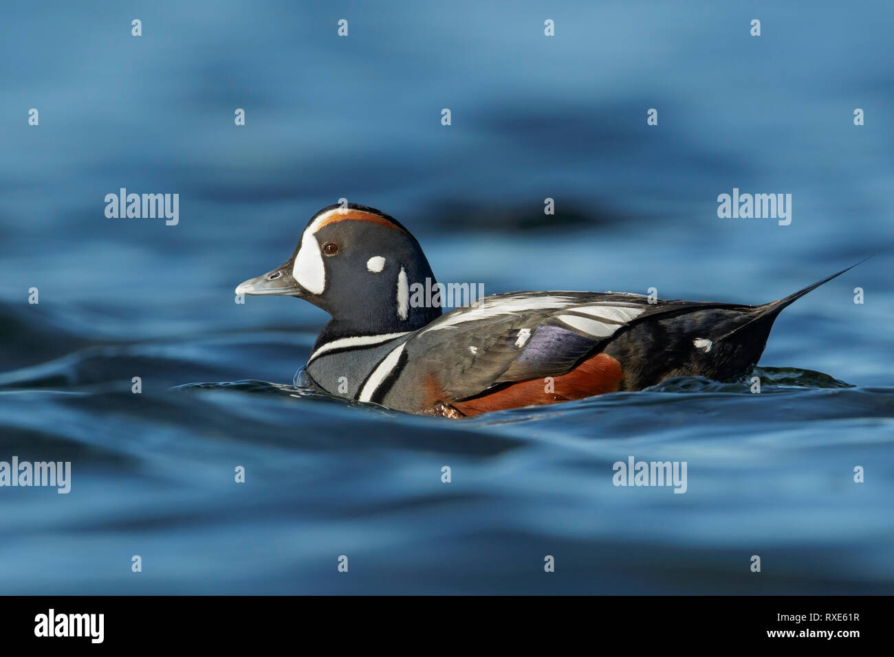 Harlekin-Ente (Histrionicus Histrionicus) in den Ozean in der Nähe von Victoria, British Columbia, Kanada. Stockfoto