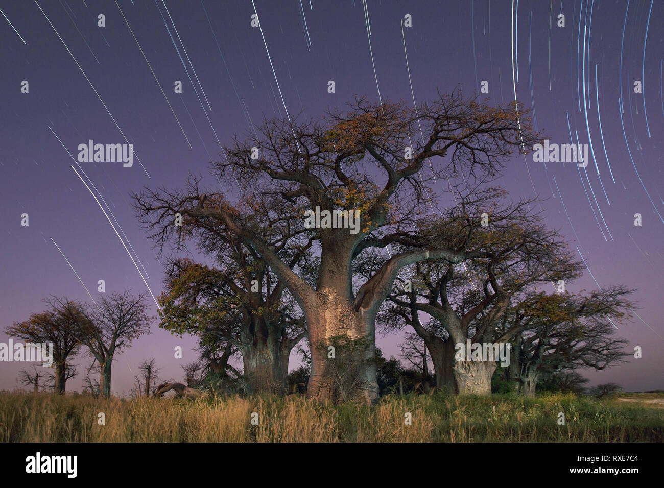 Baines Baobabs in der nxai Pfannen, Botswana. Stockfoto