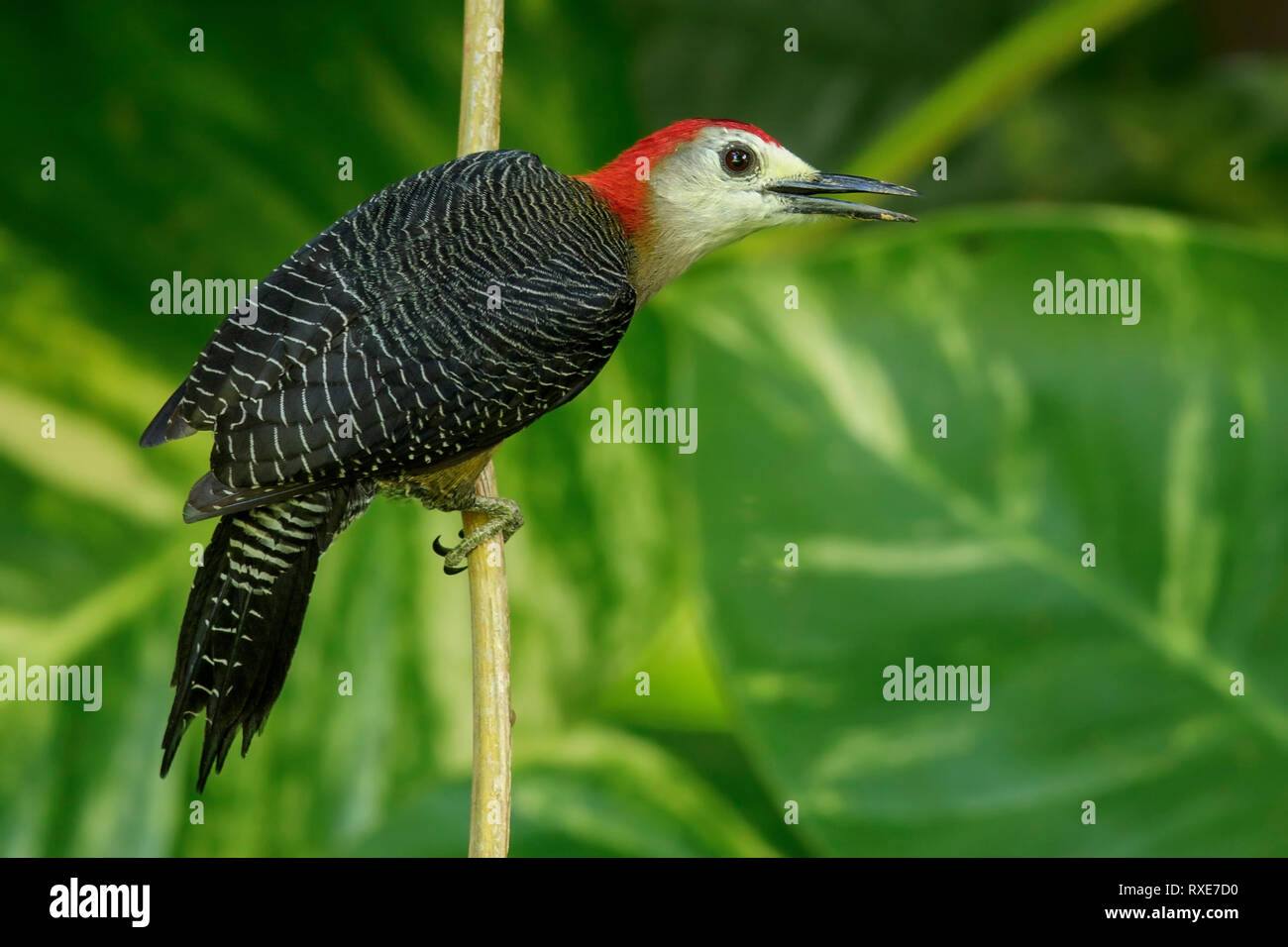 Jamaican Woodpecker (Melanerpes radiolatus) thront auf einem Zweig in Jamaika in der Karibik. Stockfoto