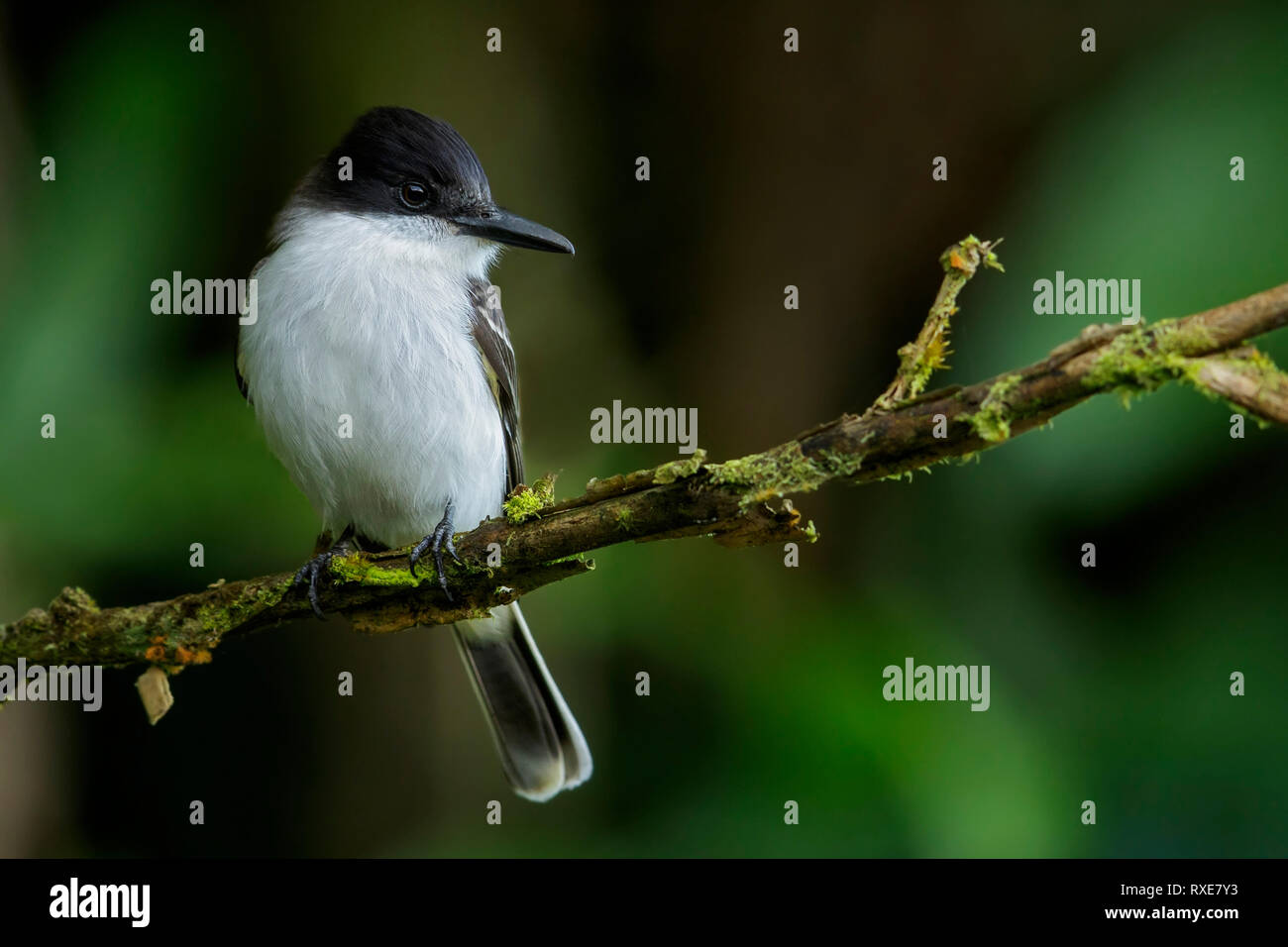 Loggerhead Kingbird (Tyrannus caudifasciatus) thront auf einem Zweig in Jamaika in der Karibik. Stockfoto