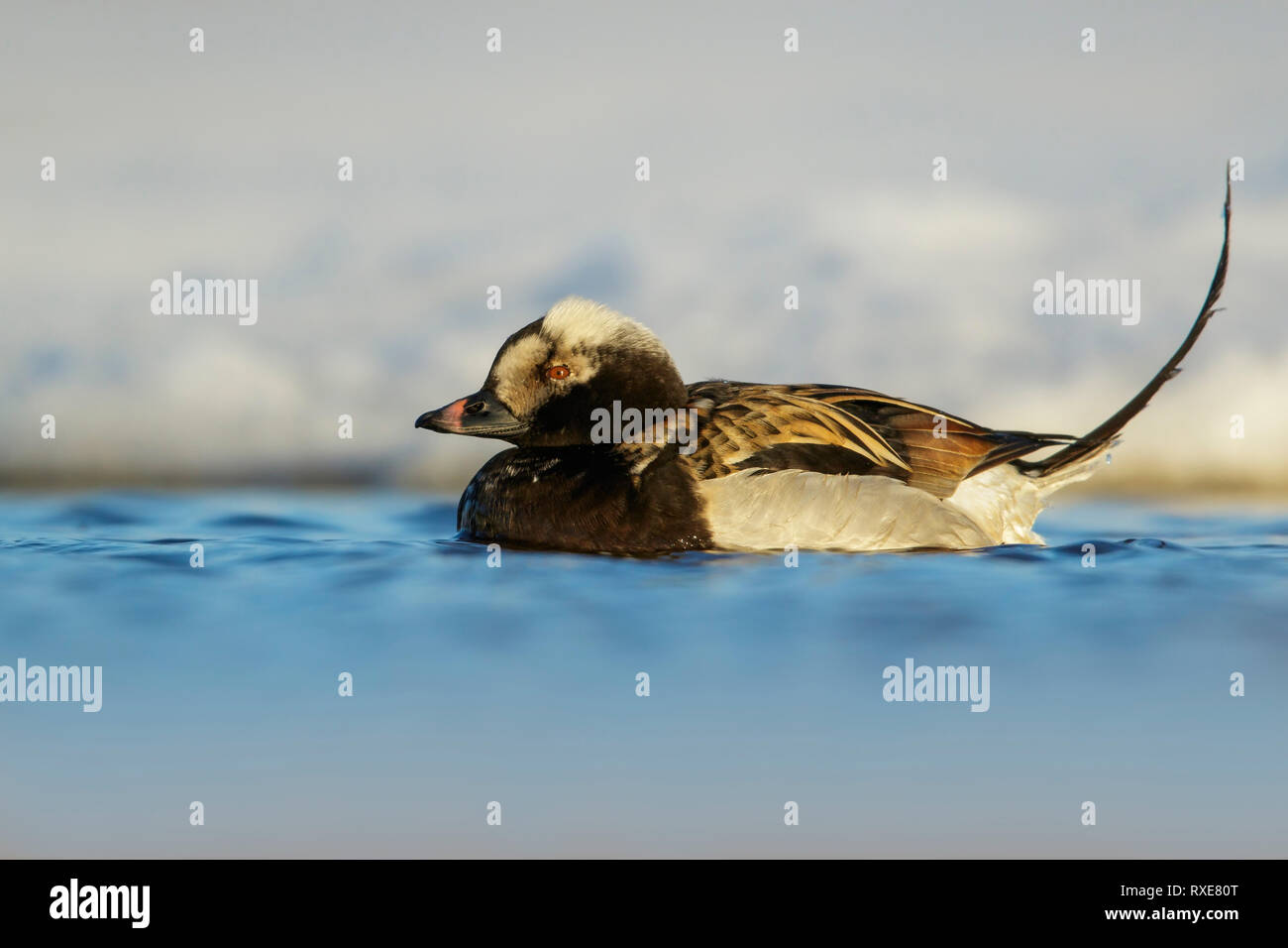 Die Langschwanz Ente Ist Eine Kleine Stockfotos und -bilder Kaufen - Alamy