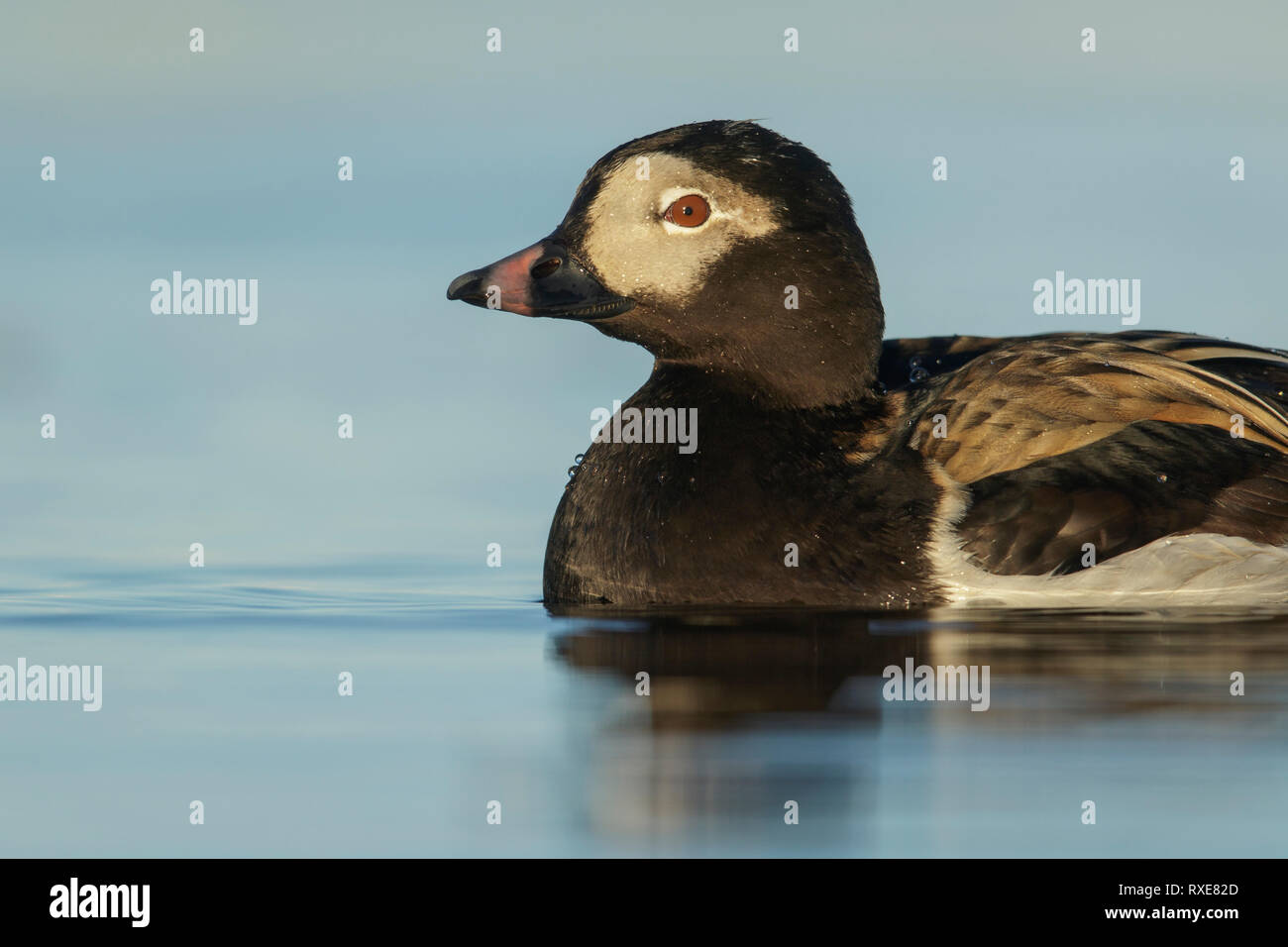 Eisente (Clangula hyemalis) auf einem kleinen Teich in der Tundra im Norden von Alaska. Stockfoto