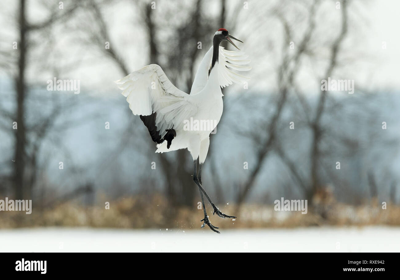 Tanzen Kran. Das Ritual der Ehe tanzen. Die rot-gekrönten Kran. Wissenschaftlicher Name: Grus japonensis, auch genannt die Japanischen und mandschurischen Kran, ist eine Stockfoto