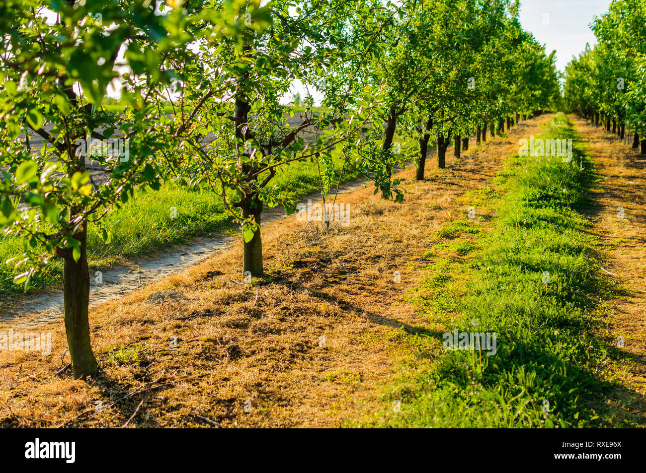 Weg zwischen grünen Bäumen in der Landschaft Obstgarten. Stockfoto