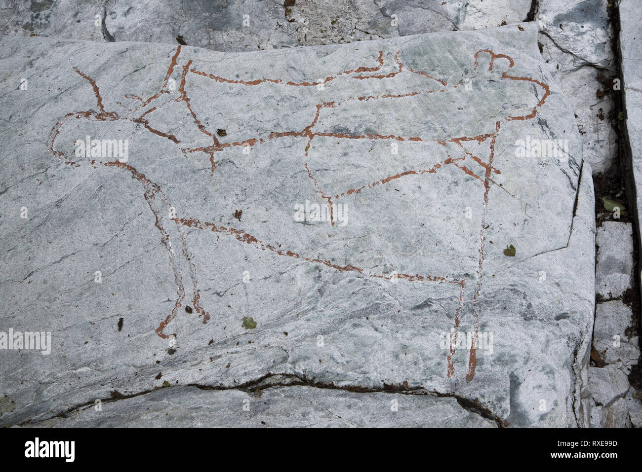 Fast 7000 Jahren stoneage Fischer und Rentier Hirten berühmt Grabergan Felszeichnungen in der Nähe von Tennes in Balsfjord in Nordnorwegen. Stockfoto