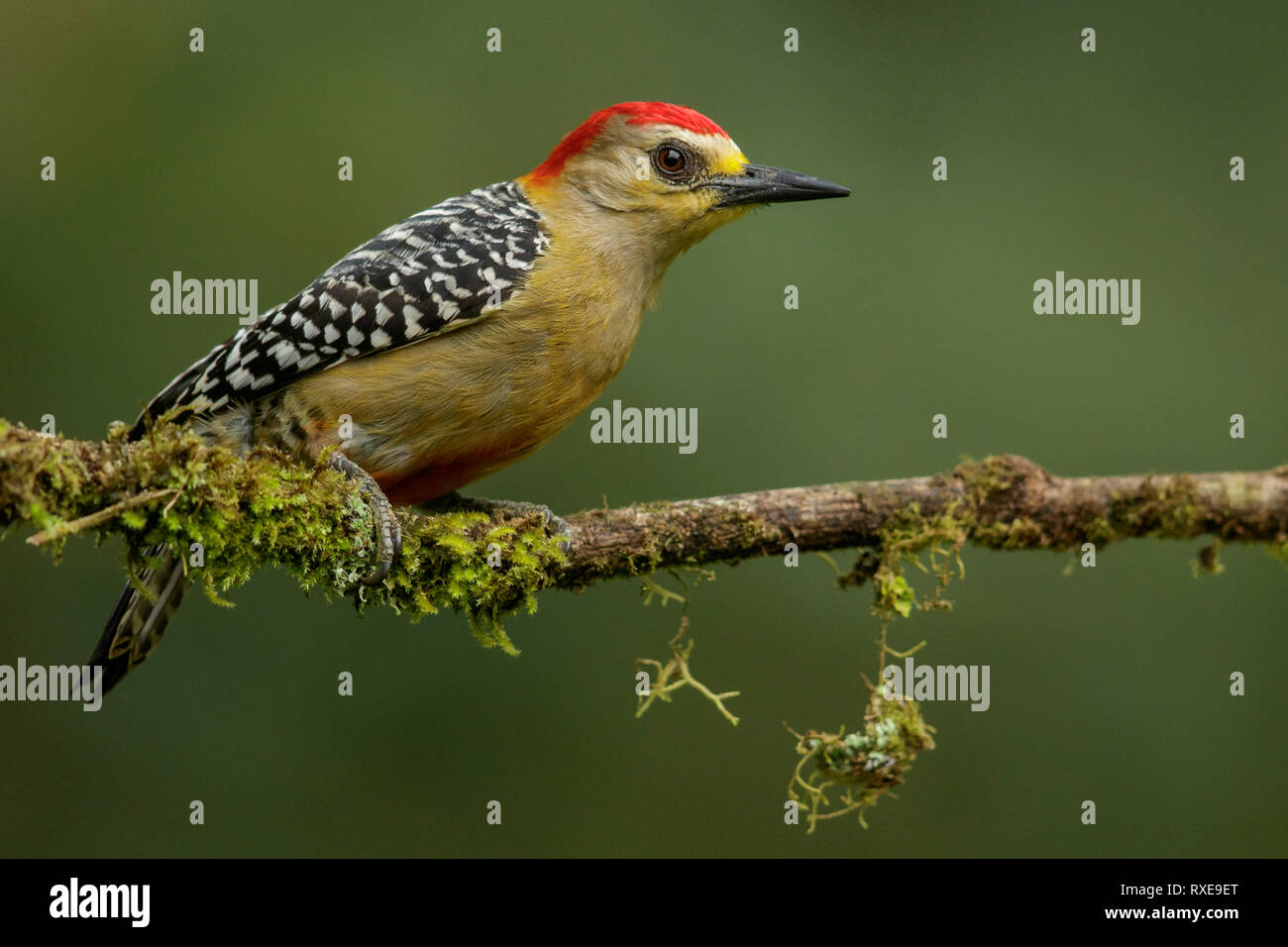 Rot - gekrönte Specht (Melanerpes rubricapillus rubricapillus) auf einem Zweig in den Anden in Kolumbien thront. Stockfoto