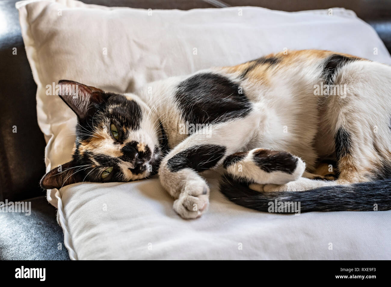 Isolierte Katze schlafen auf Kissen auf einem Sofa in einem Haus Stockfoto