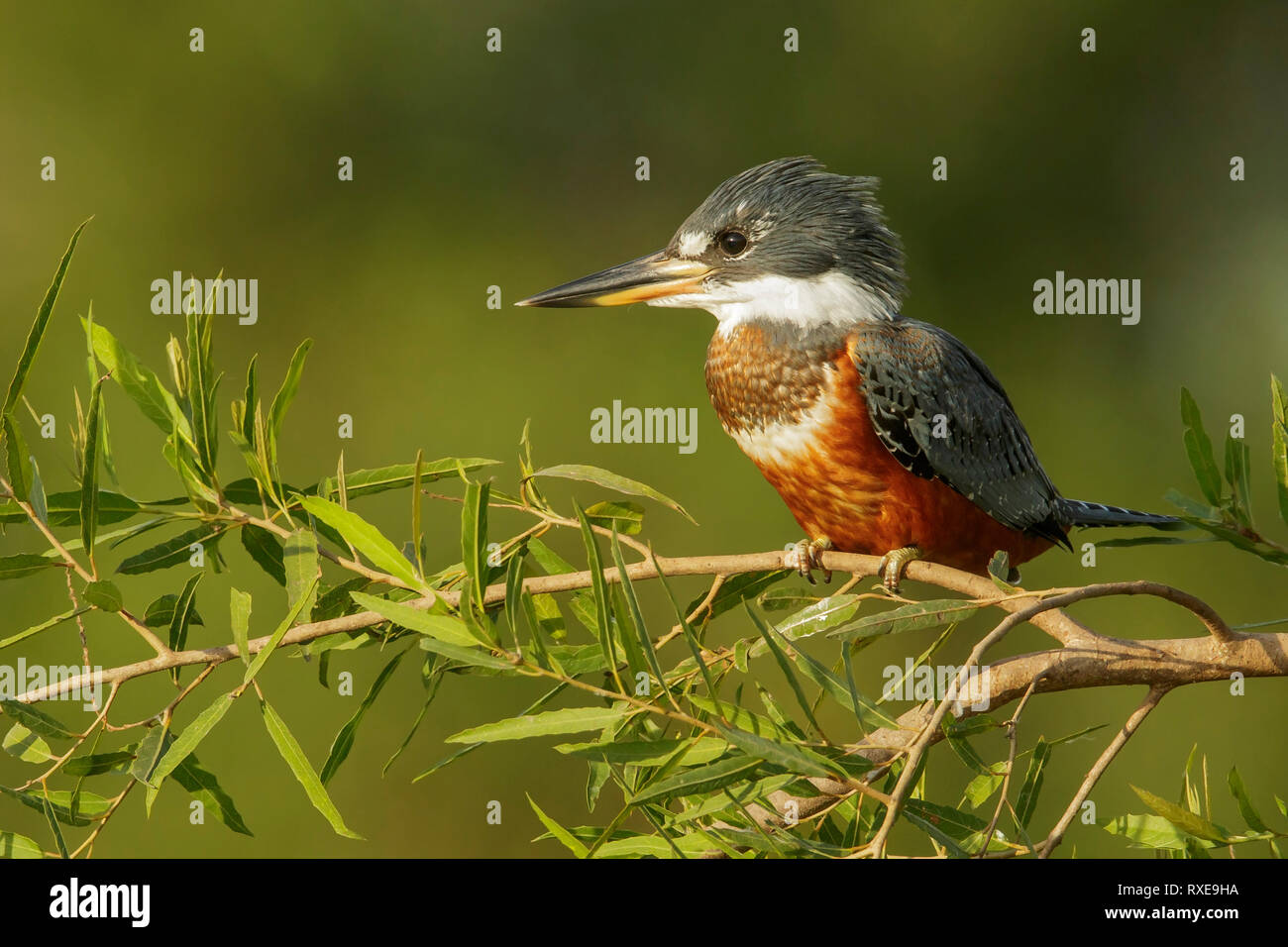 Beringt Kingfisher (Megaceryle Pantalal torquata) in der Region von Brasilien Stockfoto