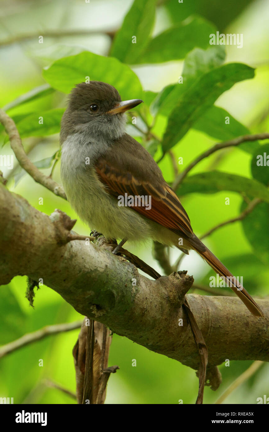 Myiarchus validus Fotos und Bildmaterial in hoher Auflösung Alamy